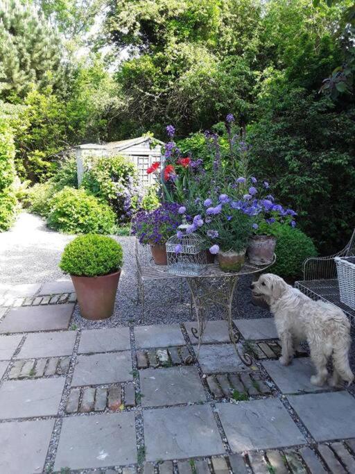 The Old Goathouse Hotell Kildare Exteriör bild